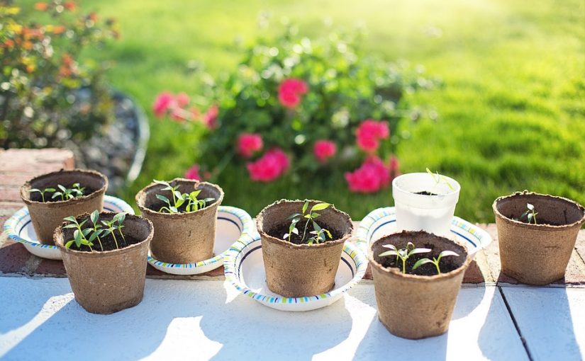 Growing Sprouts For Your Next Science Show: Things You Need And Steps To Follow