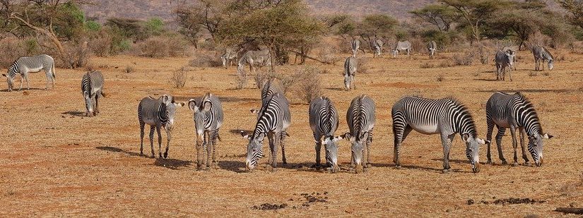 Group Safari – Plan Group Safari In Africa