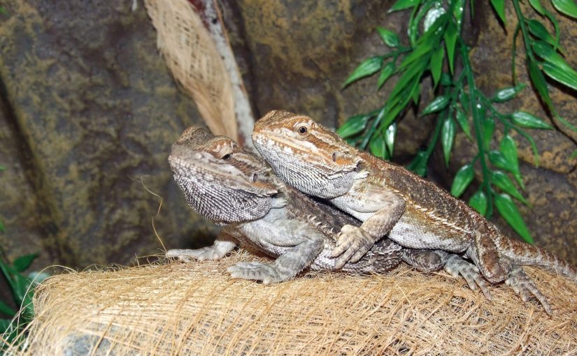 Bearded Dragon Carpet: Choose Wisely