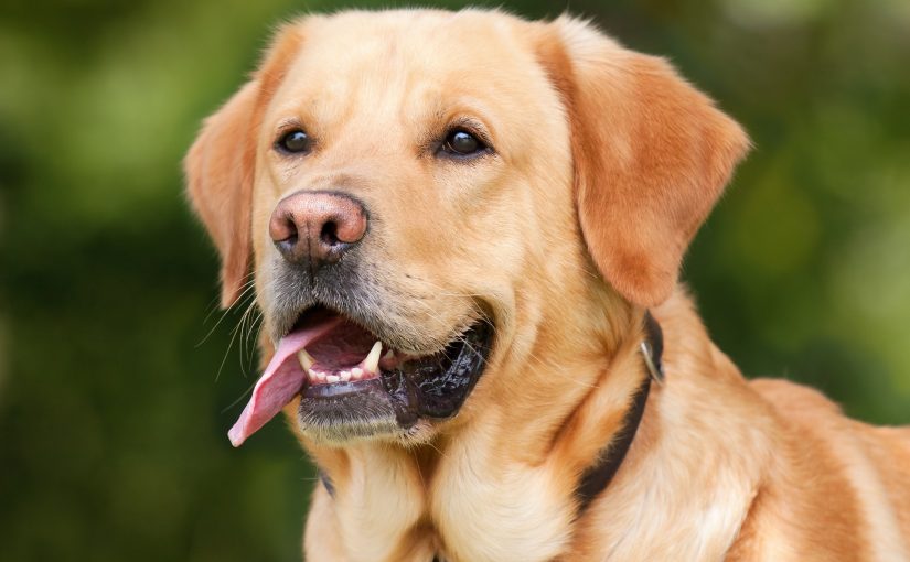 Muskelverletzungen bei Hunden behandeln: 3 wichtige Schritte