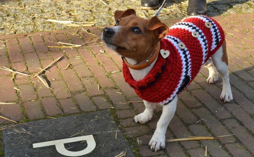 How To Pick The Perfect Pitbull Sweater?