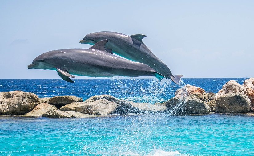 Dolphin Experience Queensland: The Best Way To Swim With Dolphins