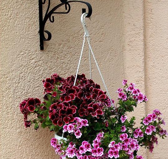Why Do Fun Hanging Planters Make For Good Decor?