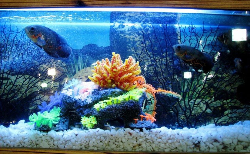 The Nitrogen Cycle In Aquariums: How To Keep Your Tank Healthy