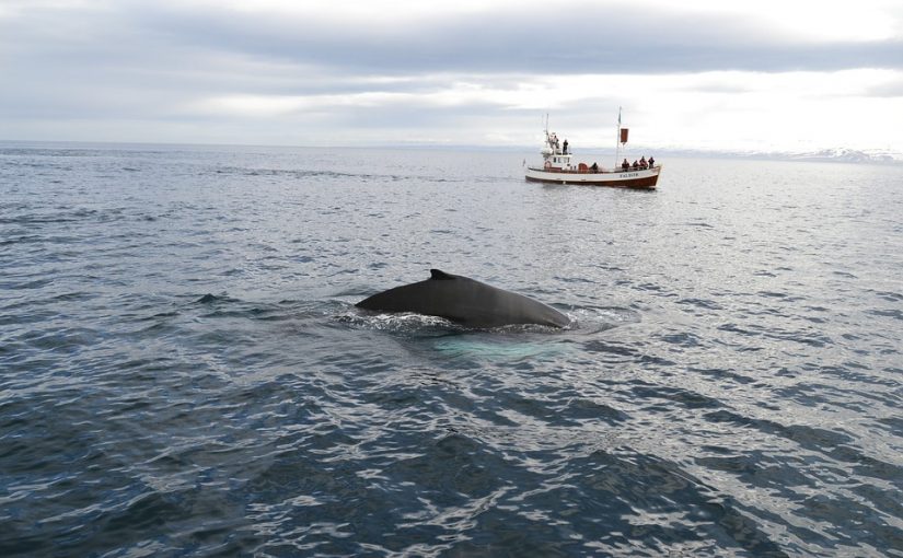 Explore The Wonders With Fraser Island Whale Watching Tours