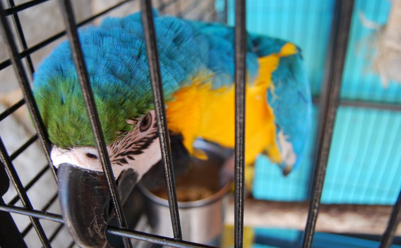 How To Choose A Bird Cage Mat?