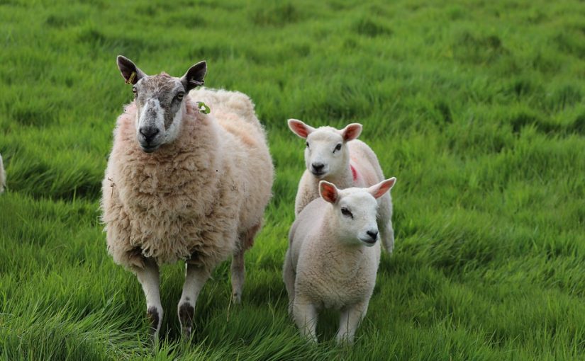 Everything You Need To Know About Black Nose Sheep For Sale