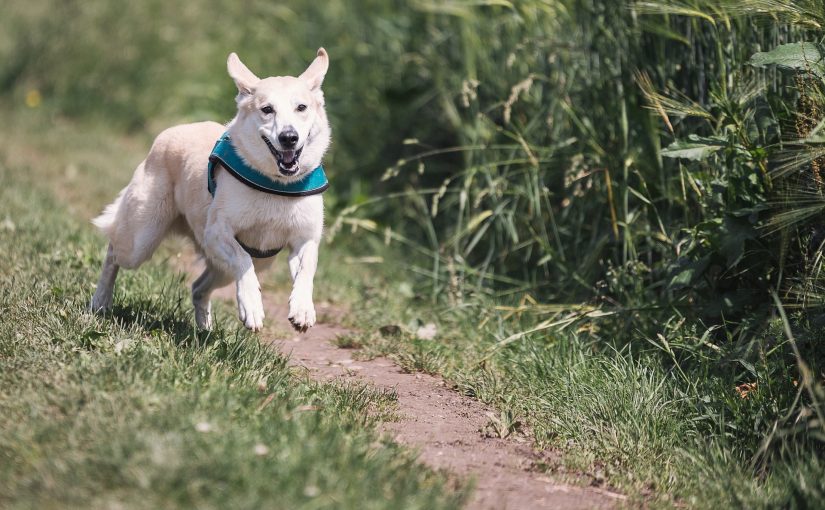 The Best Dog Whistles For Sale: A Comprehensive Guide