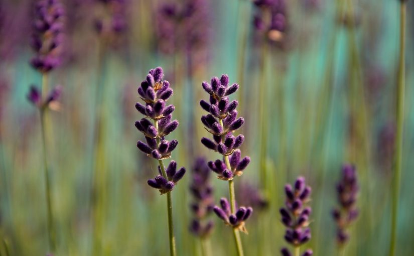 The Best Companion Plants With Lavender