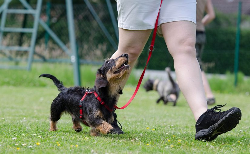 Dog Training in Brisbane: What You Need to Know
