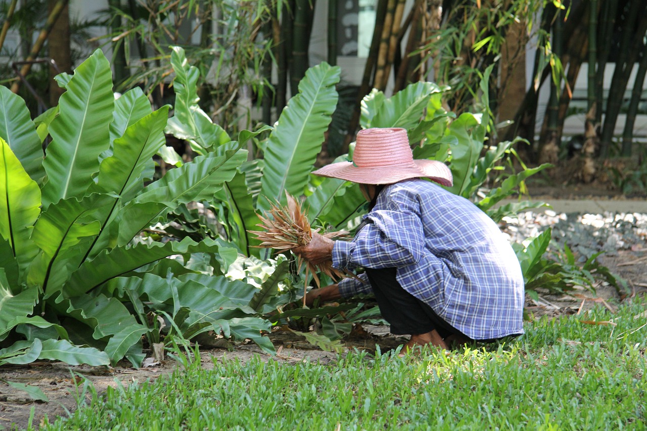 Garden Maintenance Melbourne: Tips for a Beautiful and Healthy Garden