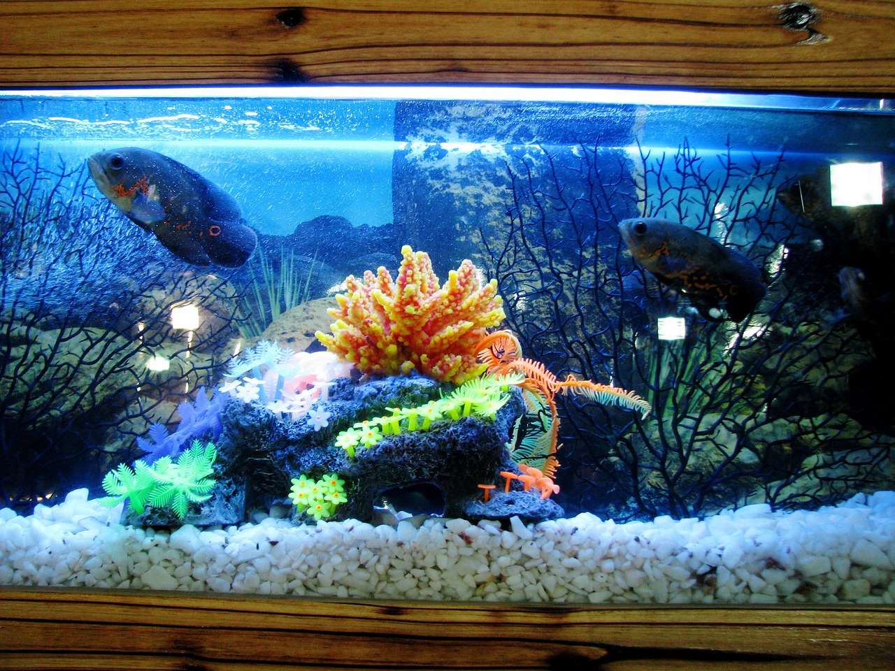 The Ultimate Guide to Finding the Best Water Polishing Aquarium Filter