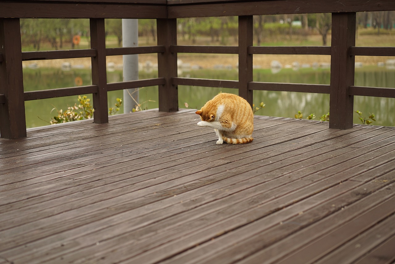Making Your Deck Water-Proof: A Guide to Keep Your Deck Safe from Moisture