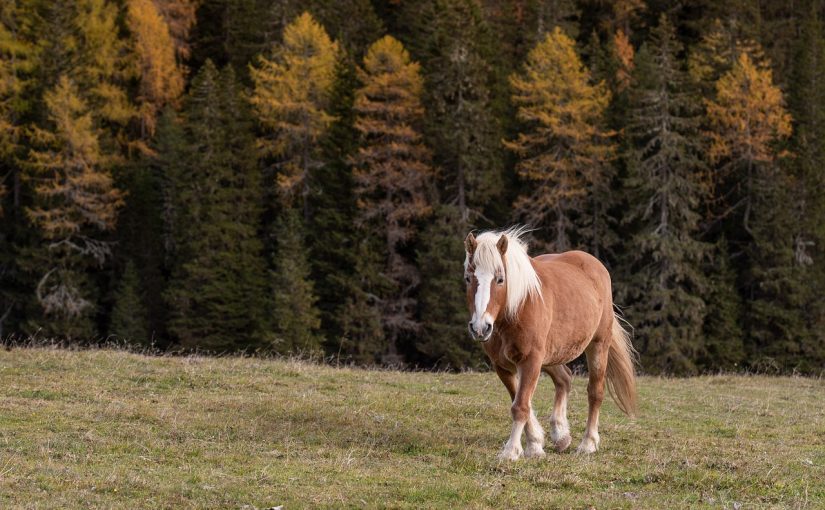 The Joy of Exploring Nature On Horseback