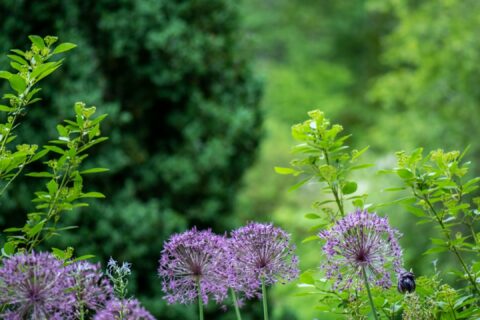 purple petaled flowers