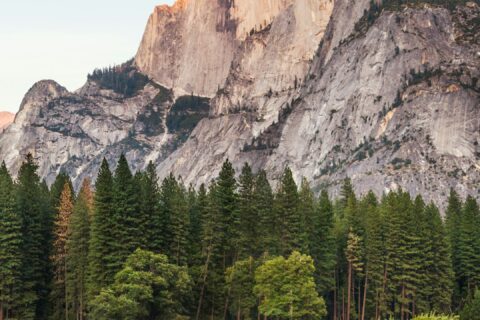 two brown deer beside trees and mountain
