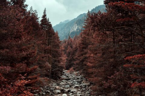 brown trees on rocky ground under white cloudy sky during daytime