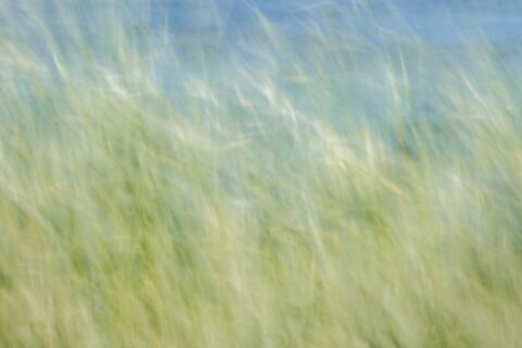 a field of tall grass